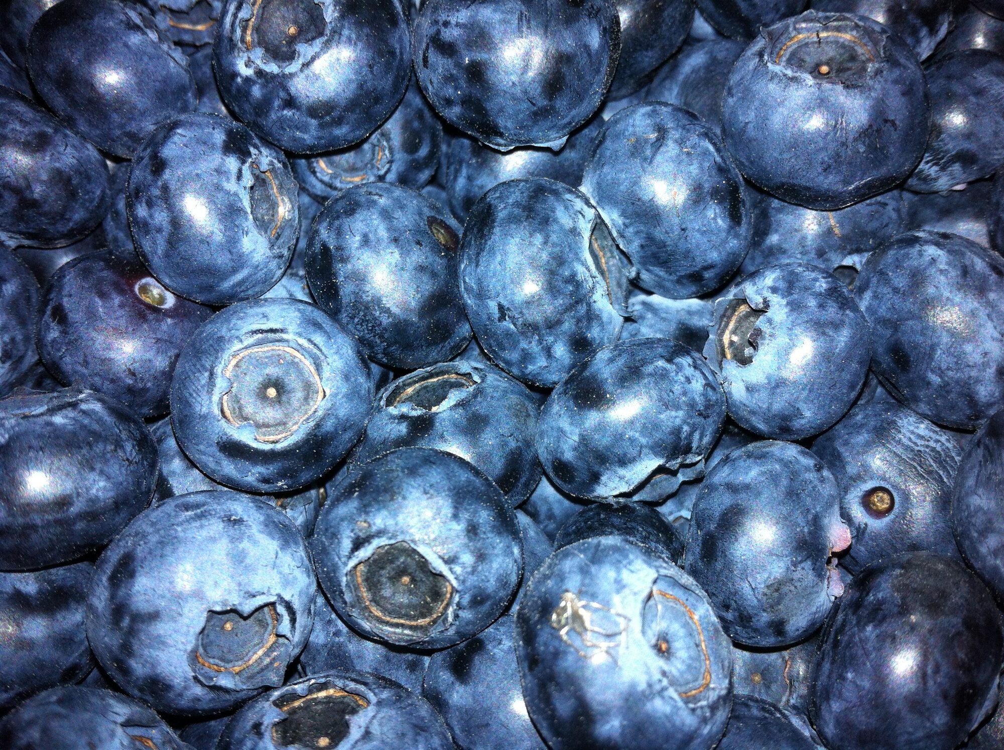 Organic blueberries