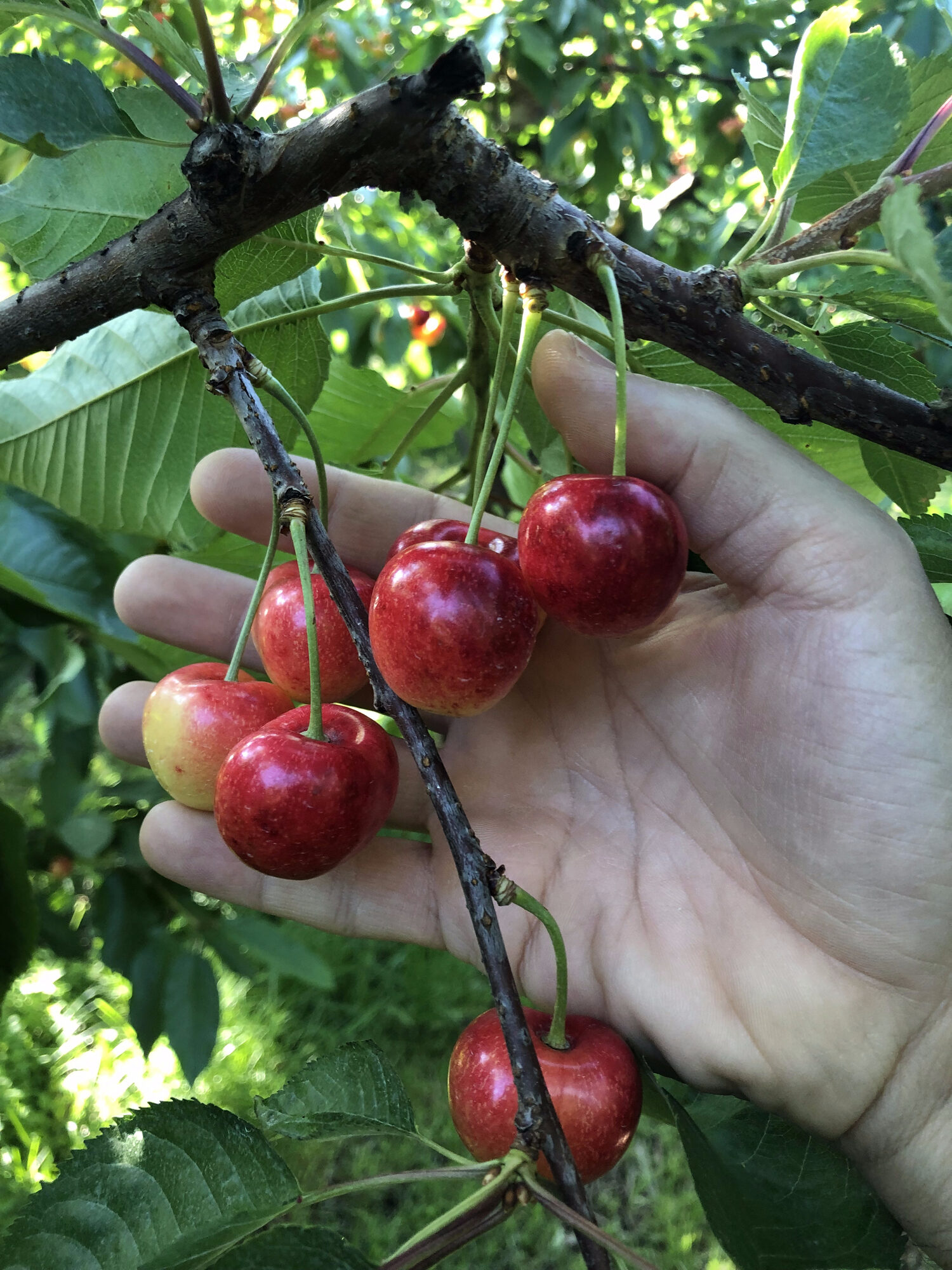 Organic cherries