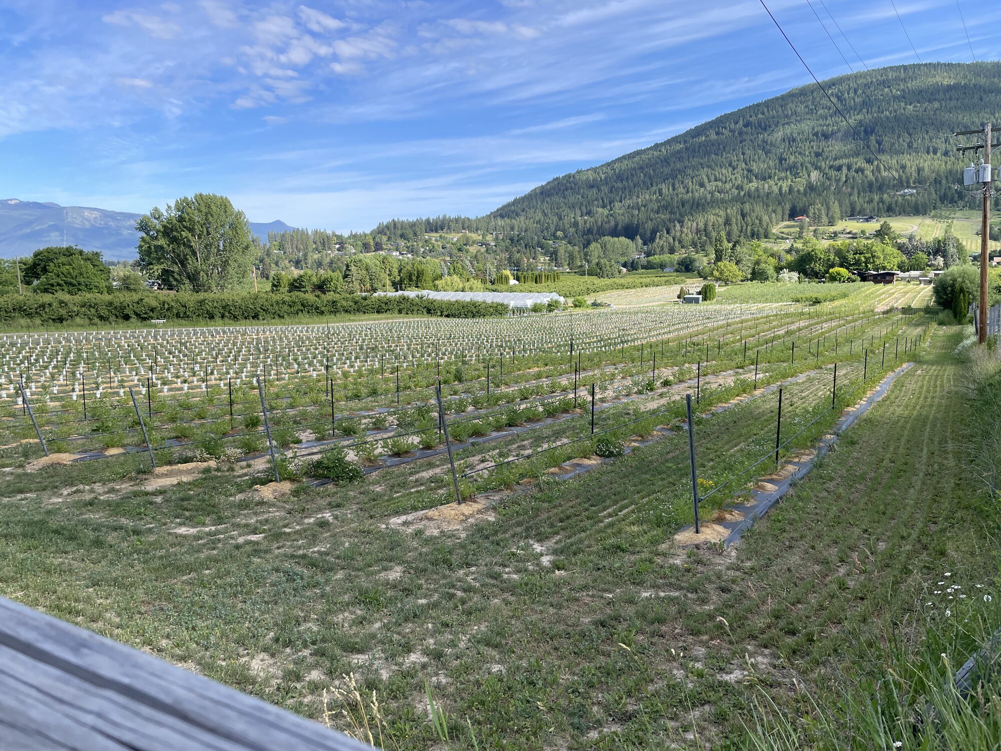 Just-A-Mere orchard in summer