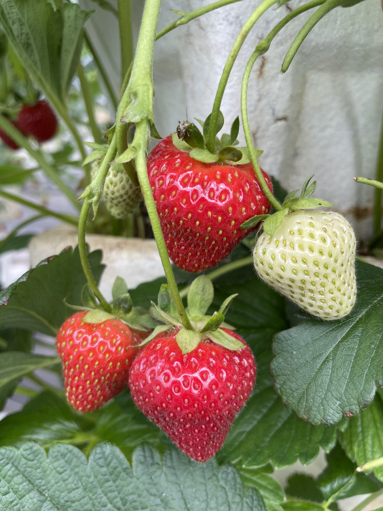 Hydroponic strawberries
