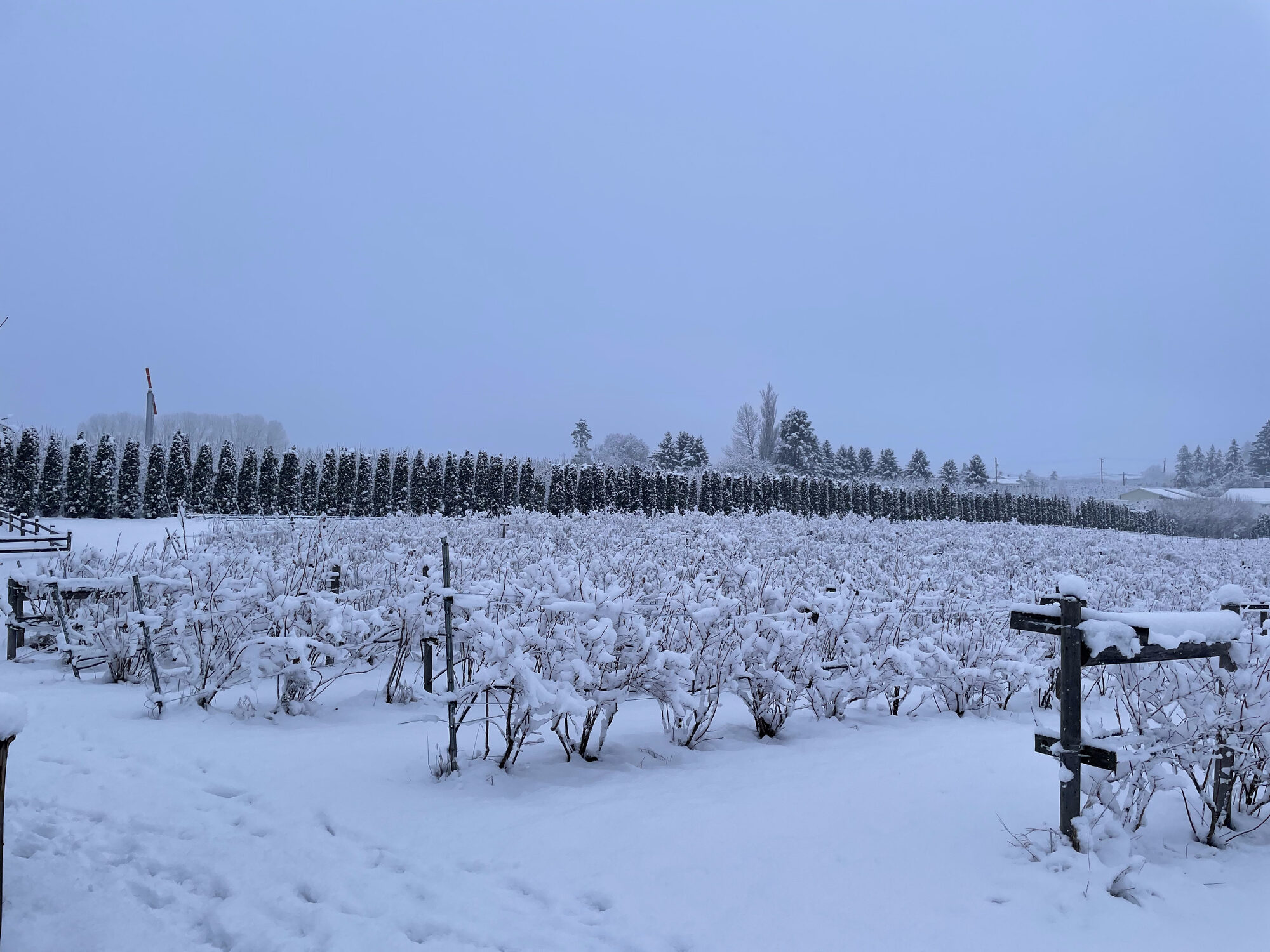 Orchard